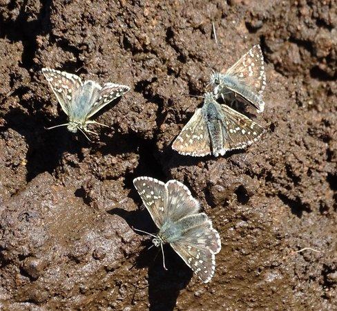 Réf. 187 227 : Pyrgus sp.